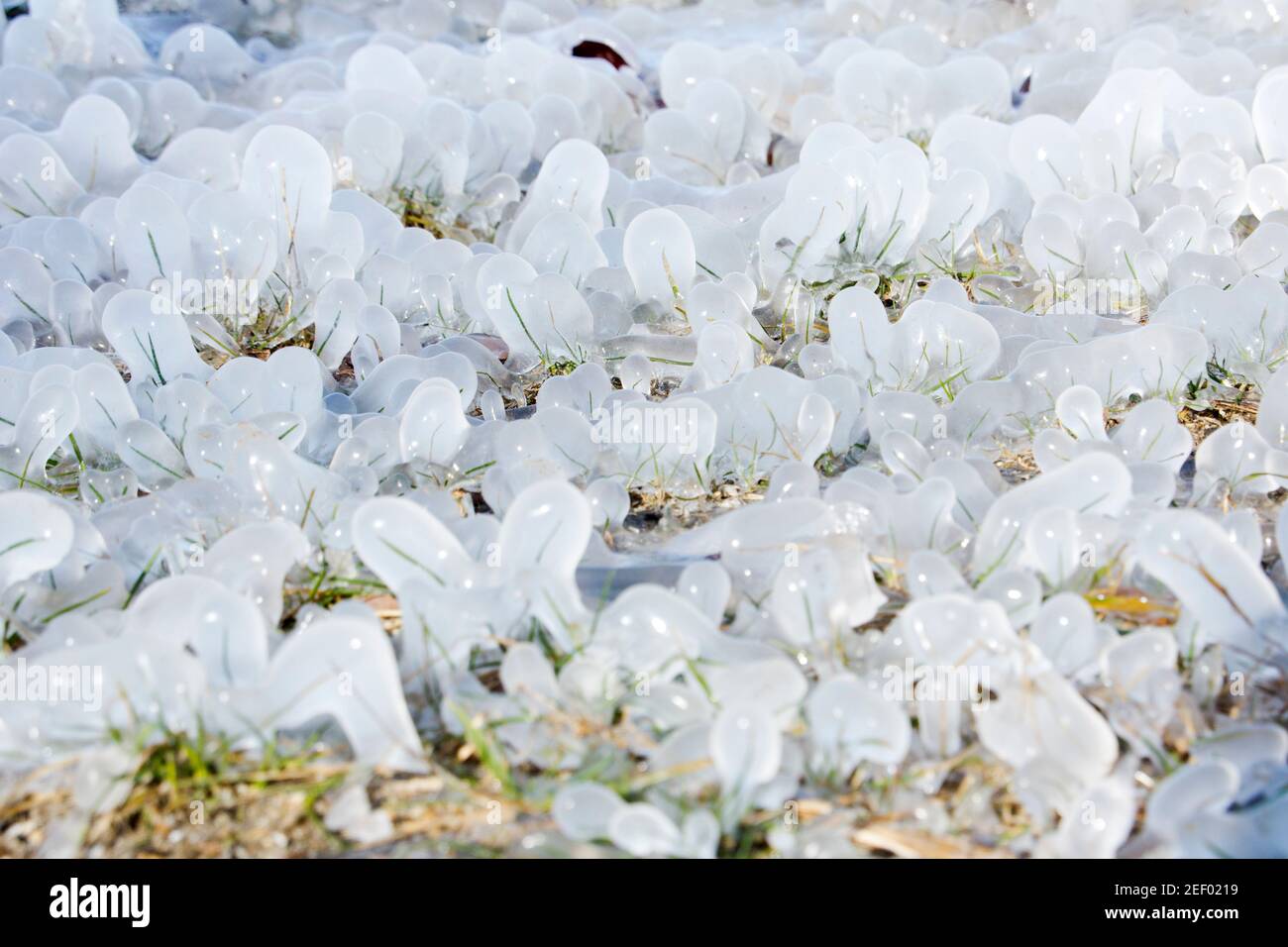 Magiche forme di erba ricoperta di ghiaccio Foto Stock