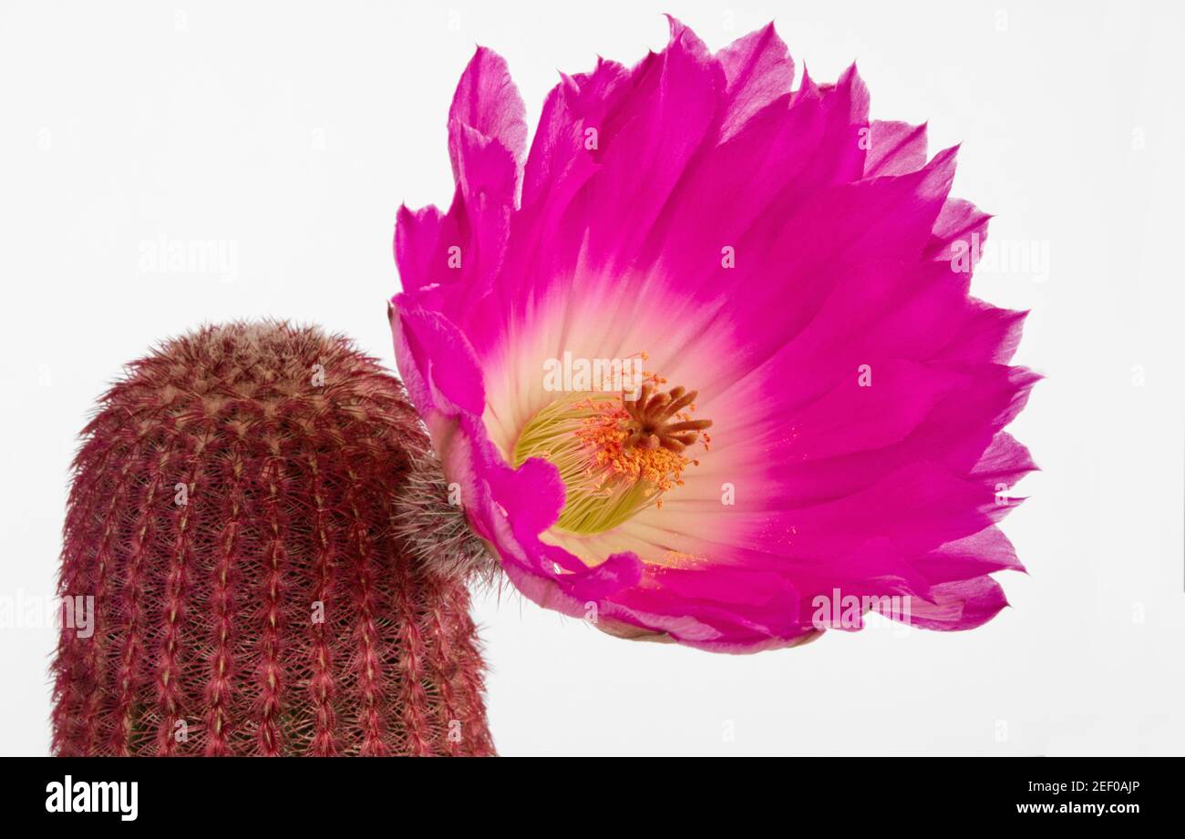 cactus echinocereus rigidissimus rubispinus con fiore rosso magenta brillante su sfondo bianco Foto Stock