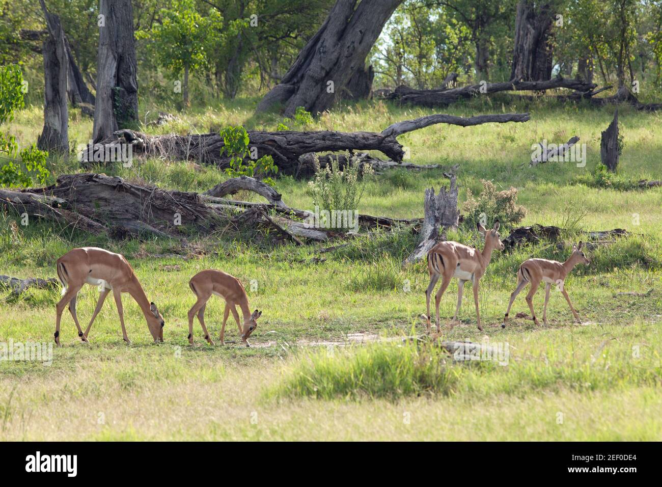 Impala (Aepyceros melampus). Due femmine adulte che riproducono senza cornamia, ciascuna con un giovane che cresce con un accompagnatore. In prati boscosi savana. Botswana. Foto Stock