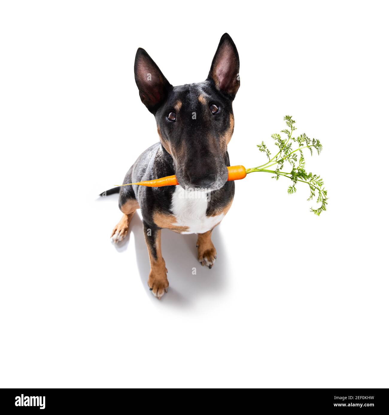 cibo sano mangiare terrier toro con carote vegane o vegetariane in bocca, isolato su sfondo bianco Foto Stock