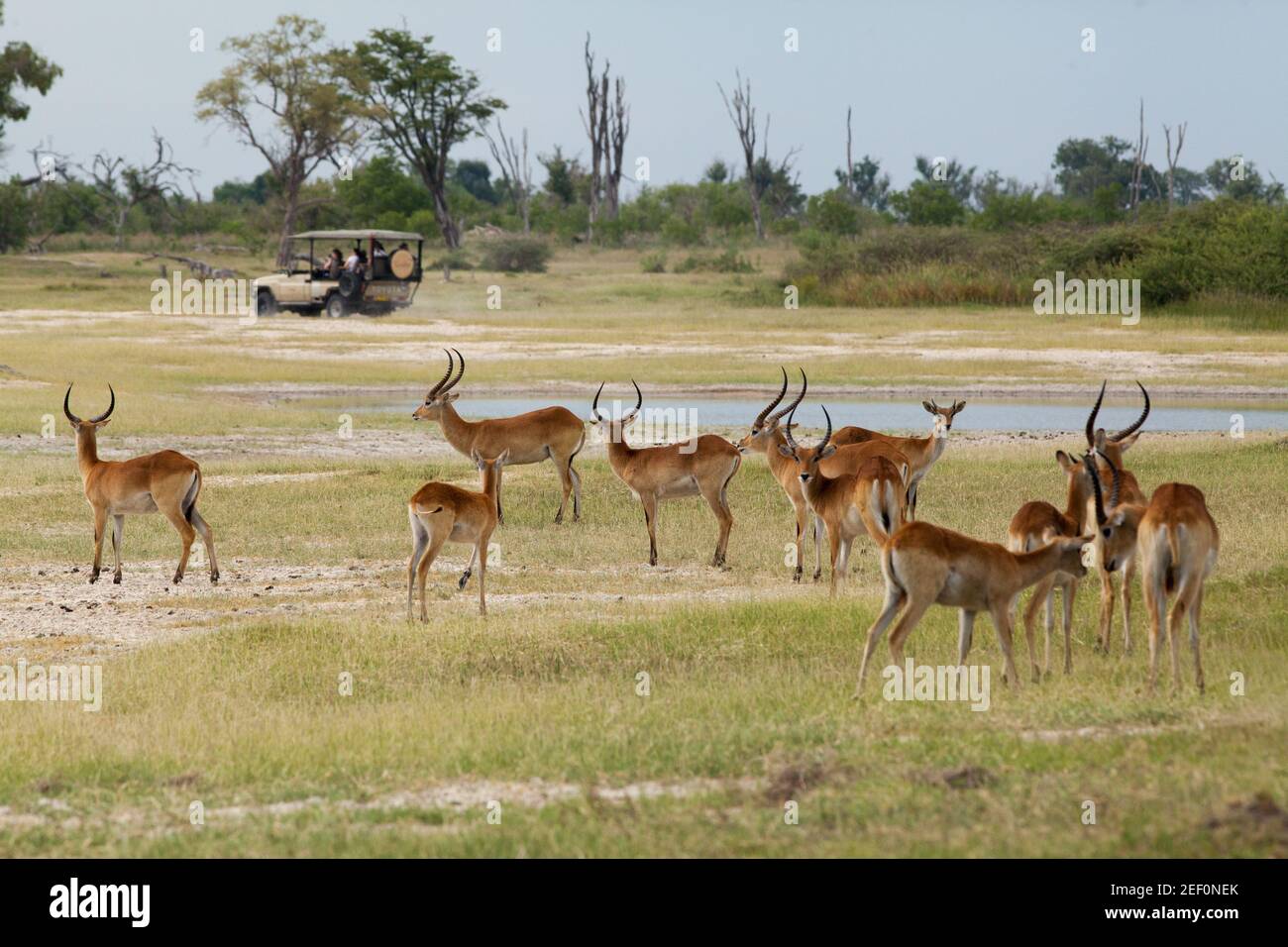 Lechwe Red (Kobus liche). Per la maggior parte maschi cornati. Vista comunemente dall'acqua. Wildlfe safari veicolo turistico in background. Okavango. Botswana. Africa. Foto Stock