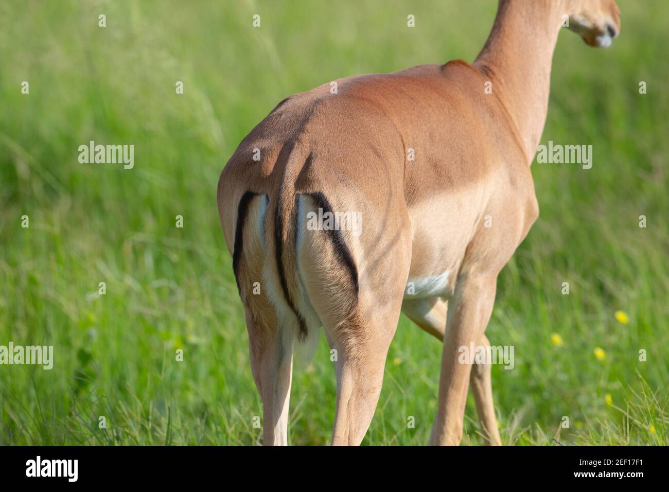 Impala (Aepyceros melampus). Contrassegni di coda, grumi, fianchi e fianchi. Tipico della specie, identificazione, riconoscimento. Primo piano. Okavango, Botswana. Foto Stock