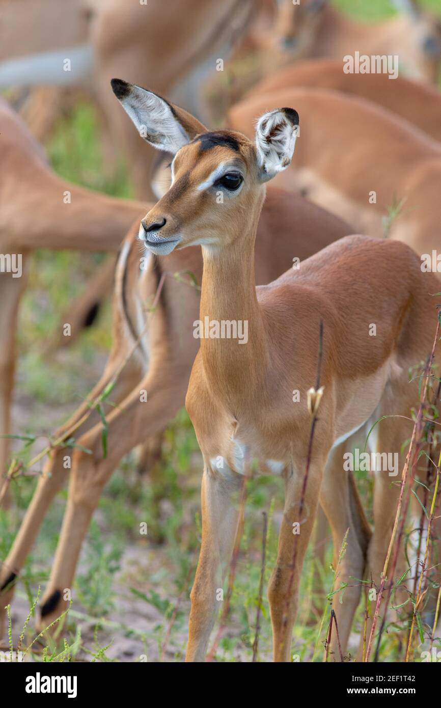 Impala (Aepyceros melampus). Femmina. Adulto che mostra la testa, il viso, le caratteristiche del viso, le marcature, i dettagli. In piedi tra gli altri nel gregge, occhi, orecchie, n Foto Stock