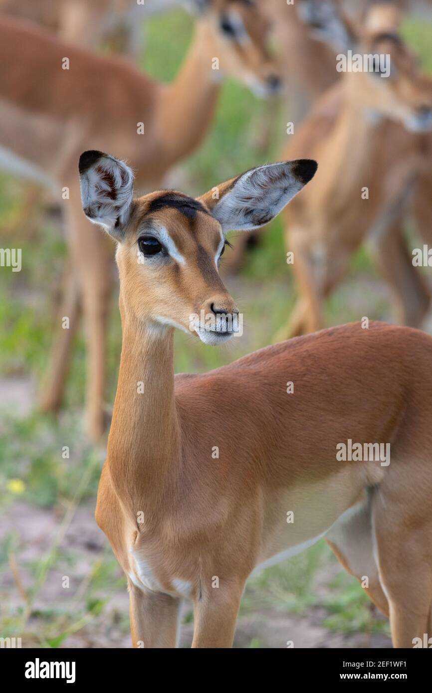 Impala (Aepyceros melampus). Femmina. Verticale. Testa. Caratteristiche del viso, makings. Corpo anteriore. Attenzione, attento.uno tra il gregge. Attenzione. Foto Stock