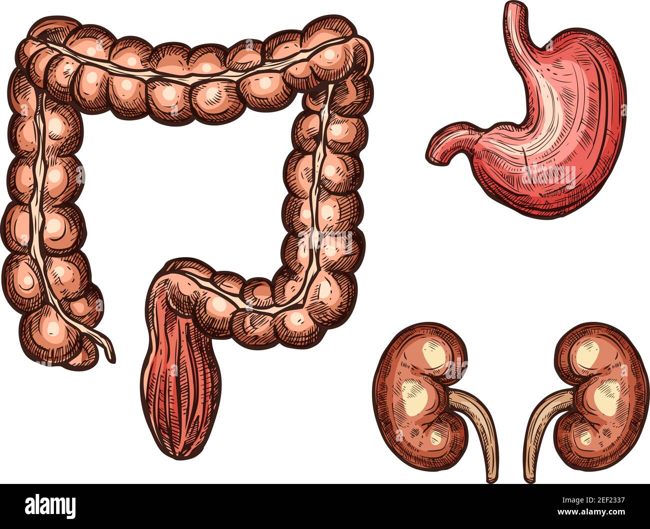 Icone di schizzi di esofago, milza e reni di organi umani. Vettore isolato insieme di apparato digerente e urogenitale organo vitale della cavità addominale per Illustrazione Vettoriale