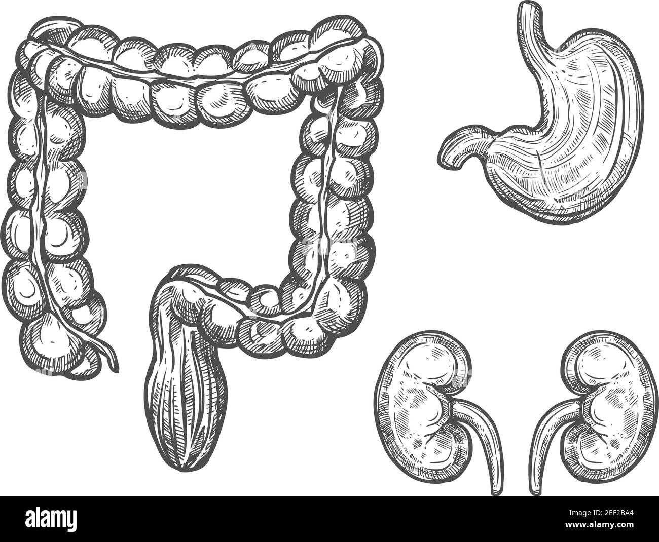Schizzo dell'organo umano dell'anatomia interna. Reni, stomaco e intestino crasso icona isolata del sistema del corpo umano per la medicina, la sanità e il fisiolog Illustrazione Vettoriale
