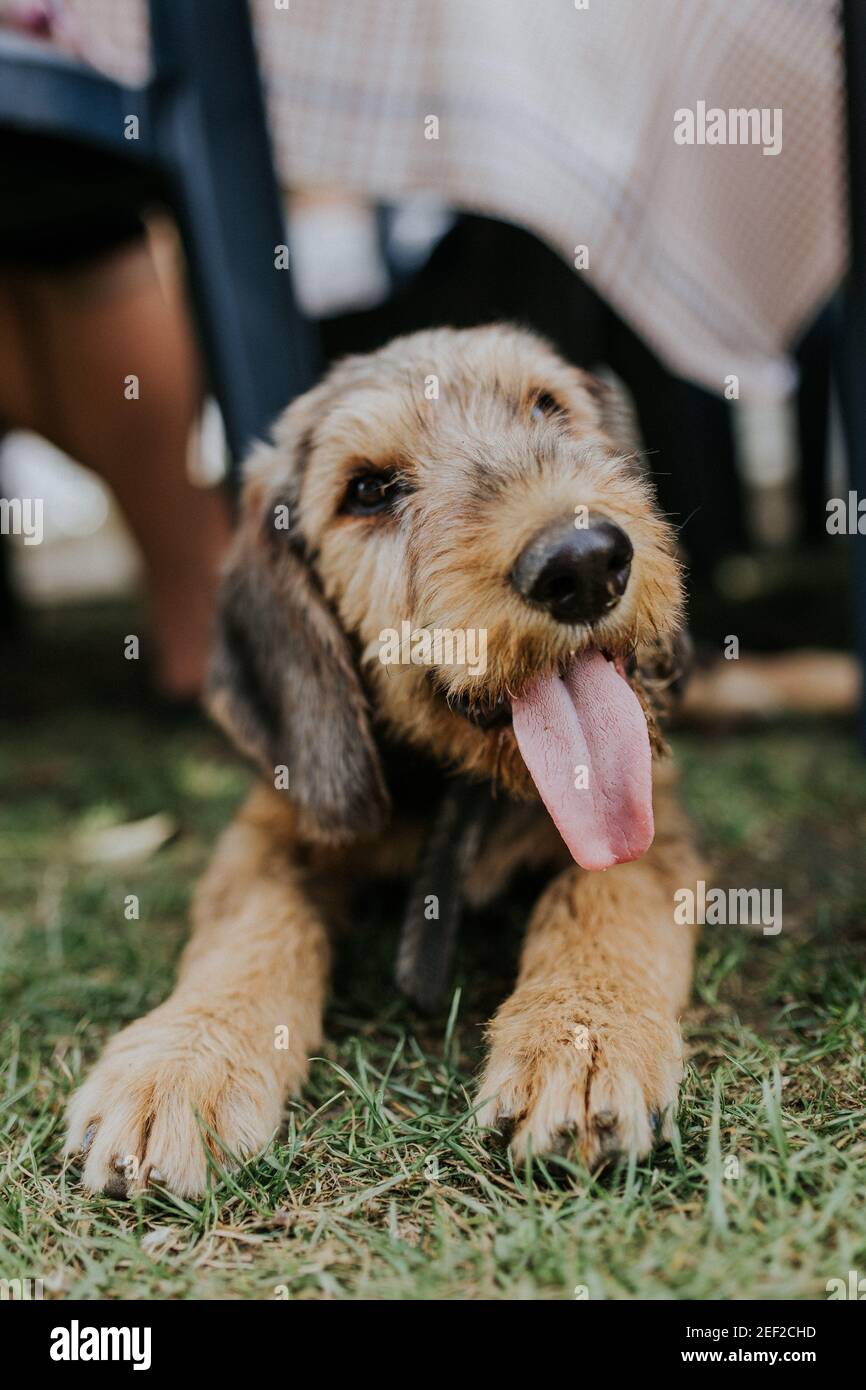Closeup di un adorabile marrone soffice Airedale Terrier cane seduta a terra Foto Stock