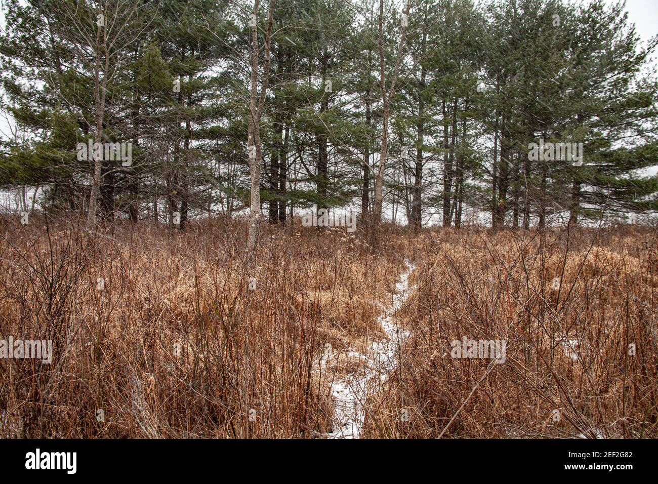 Sentiero dei cervi attraverso il campo invernale Foto Stock