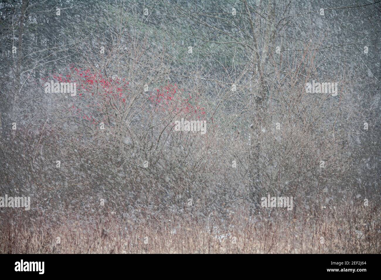 Nevicate con bacche invernali Foto Stock