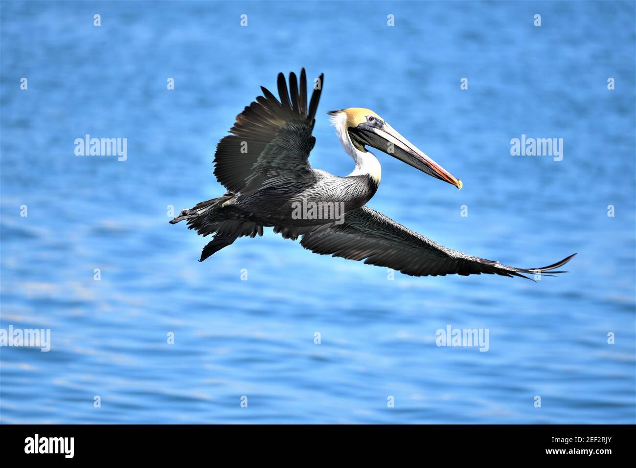 Brown Pelican, Port Canaveral, Florida Foto Stock