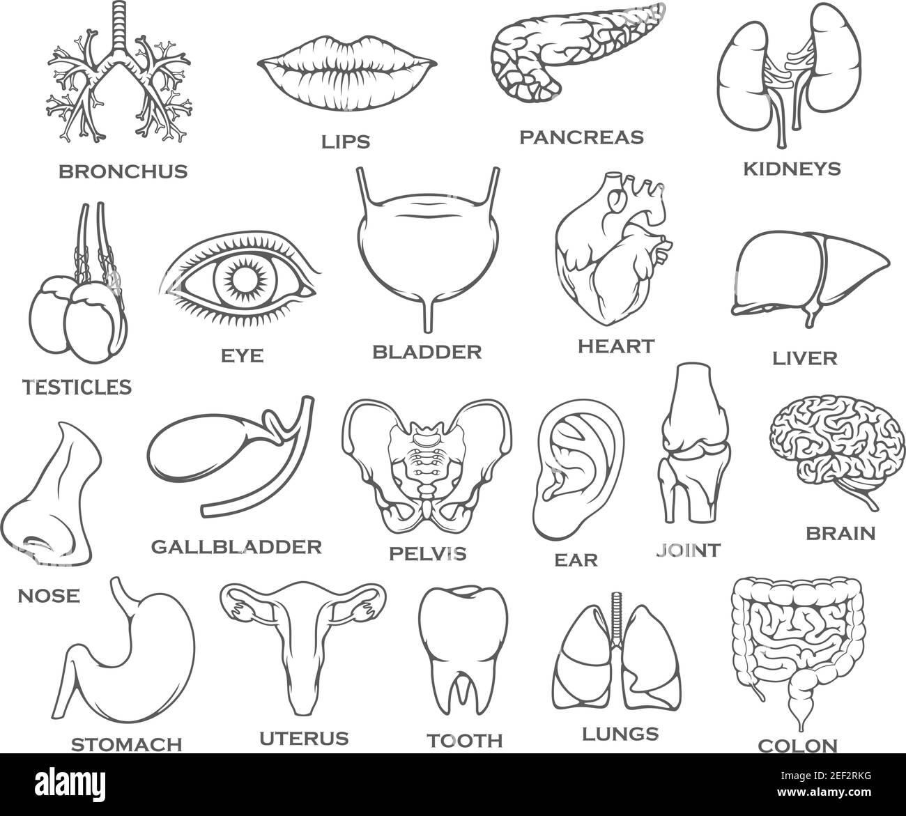 Icone di organi umani, parti del corpo e linee sottili ossee. Cuore, rene e fegato, polmone, stomaco, cervello e vescica, intestino, pancreas e occhio, cistifellea a. Illustrazione Vettoriale