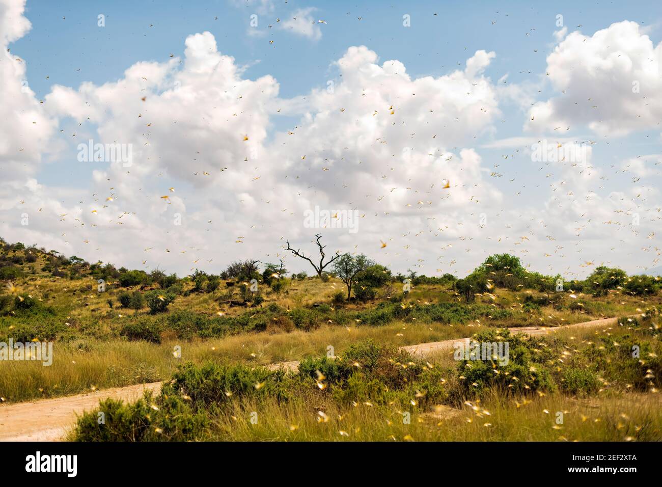 Il paesaggio di Samburu è stato visto attraverso un sciame di locuste invasive e distruttive del deserto. Questo parassiti volanti è difficile da controllare e si diffonde rapidamente, fino a 15 Foto Stock