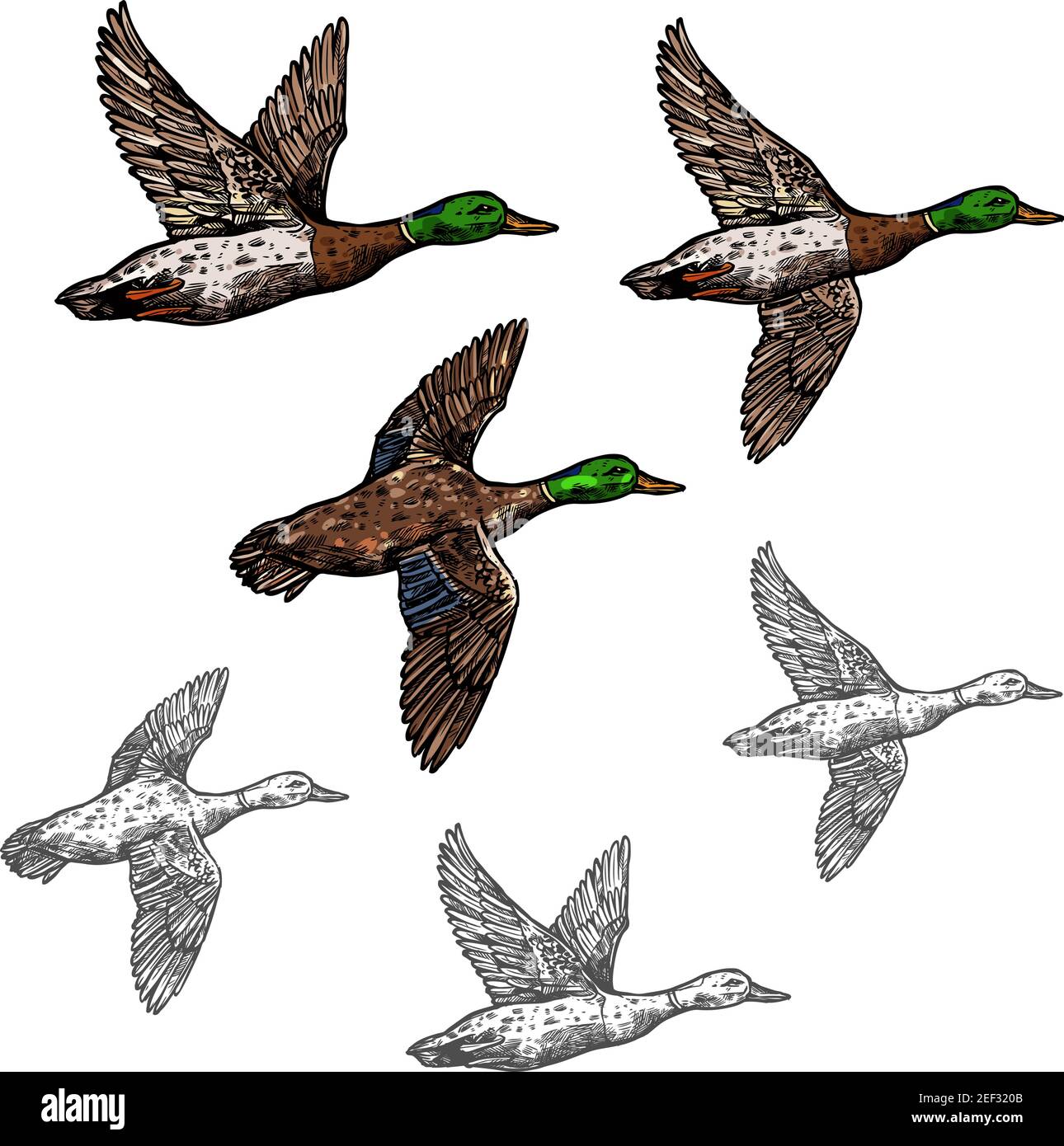 Icona di schizzo del vettore dell'uccello selvatico dell'anatra mallard. Drake anatra simbolo di volo per fauna selvatica e zoologia o caccia squadra trofeo simbolo e zoo natura Illustrazione Vettoriale