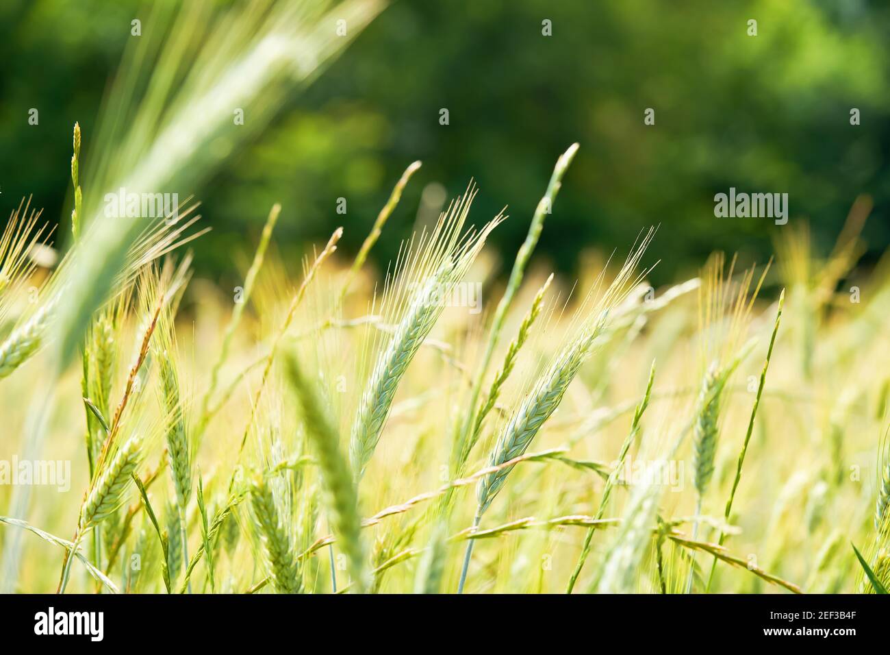 Orecchio fresco di grano giovane su sfondo di foresta sfocato. Green Emmer grano Triticum dicoccum Spike. Foto Stock