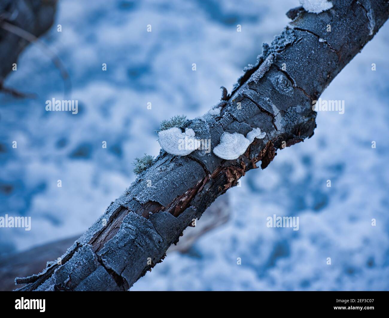 Legno congelato Foto Stock