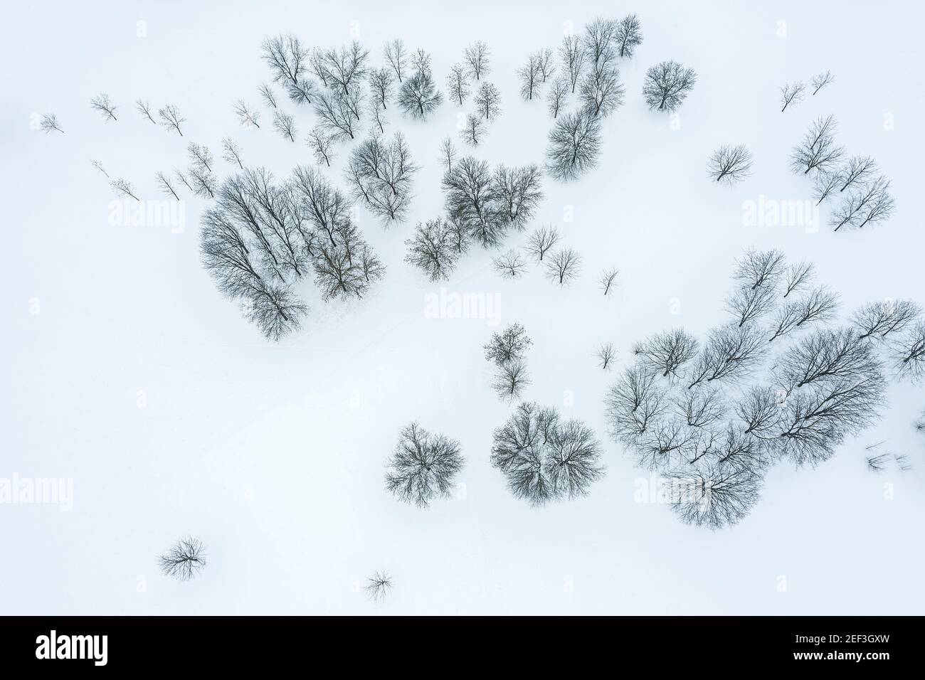 veduta aerea del paesaggio invernale della foresta coperta di neve. fotografia dei droni Foto Stock