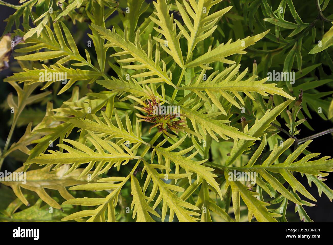 Piume come foglie su un cespuglio più anziano Foto Stock