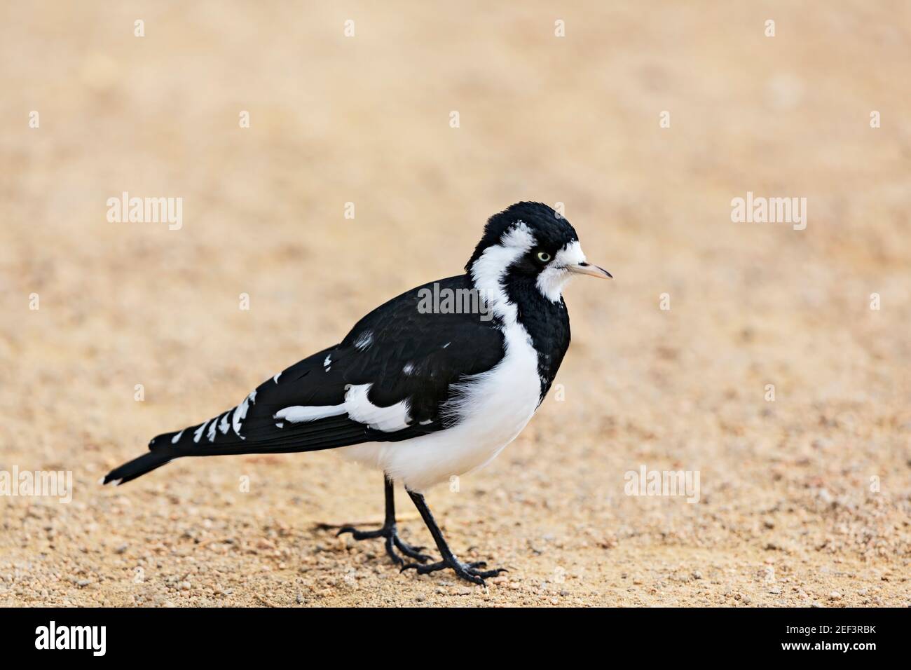 Un Lark Magpie vicino al Lago Wendouree a Ballarat Victoria Australia. Foto Stock