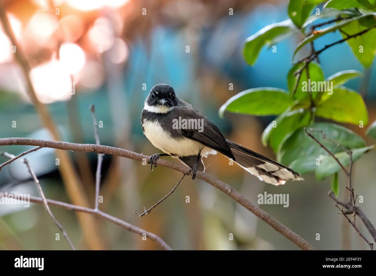 Primo piano su malese Pied Fantail arroccato su Branch Foto Stock