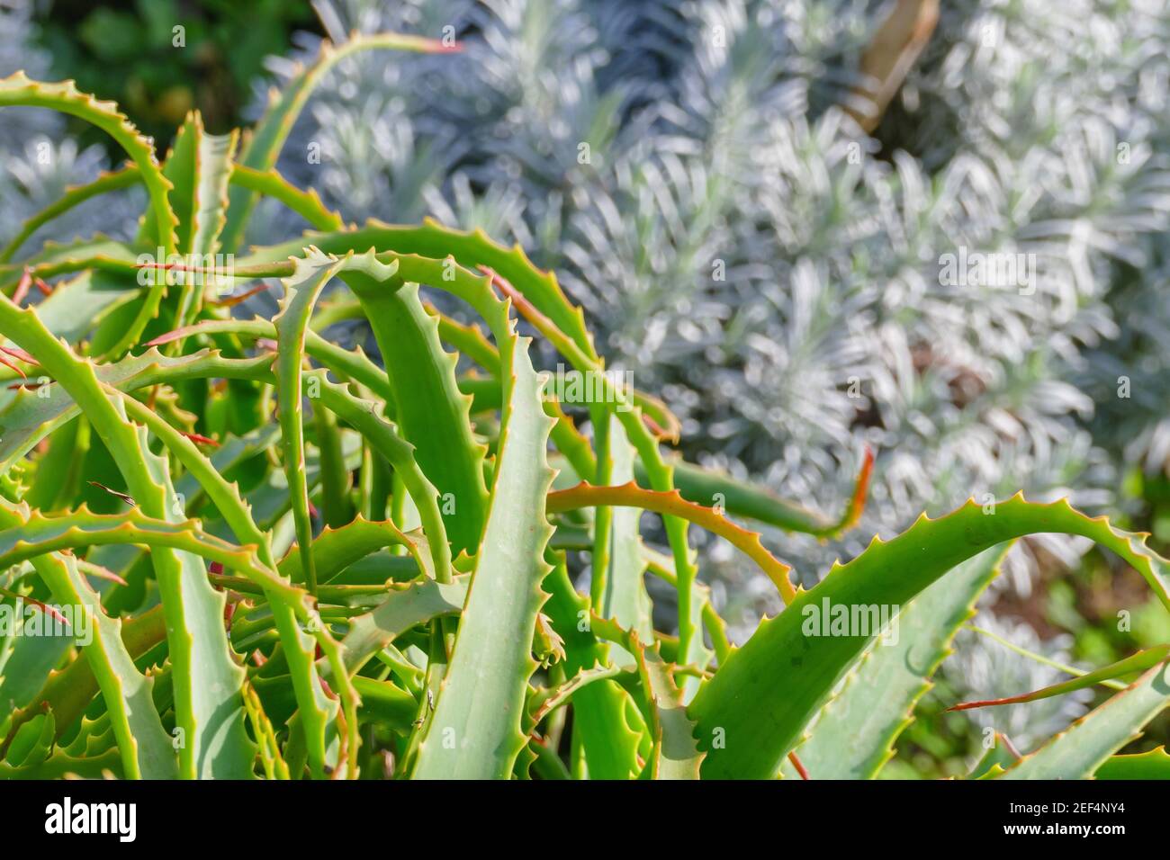 rami di piante di aloe vera nel giardino su a. giornata di sole all'aperto Foto Stock