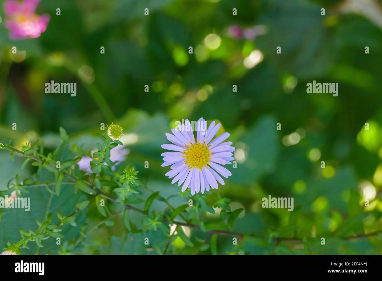 Symphyotrichum dumosum fiore da vicino vista all'aperto Foto Stock