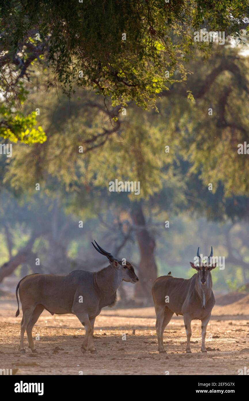 Un paio di grossi tori di Eland maschi visti nel Parco Nazionale delle piscine di Mana dello Zimbabwe. Foto Stock
