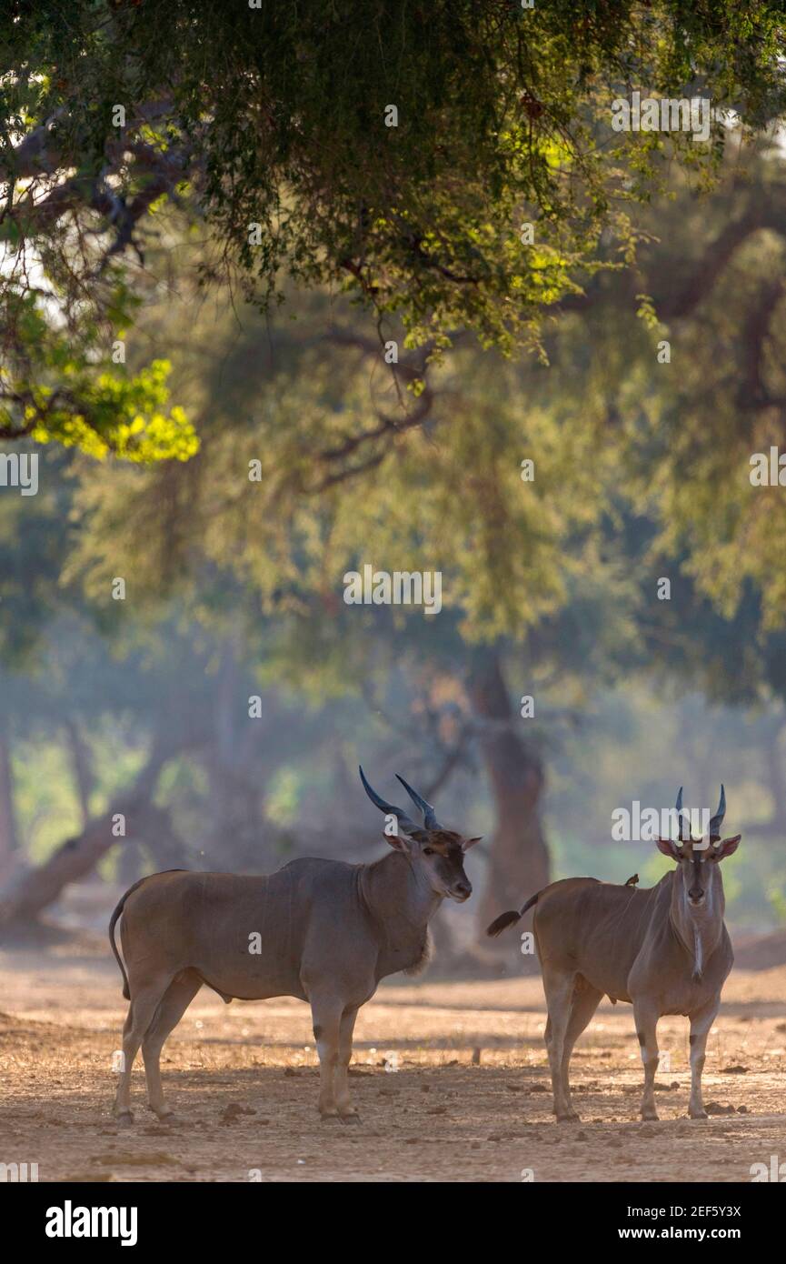 Un paio di grossi tori di Eland maschi visti nel Parco Nazionale delle piscine di Mana dello Zimbabwe. Foto Stock