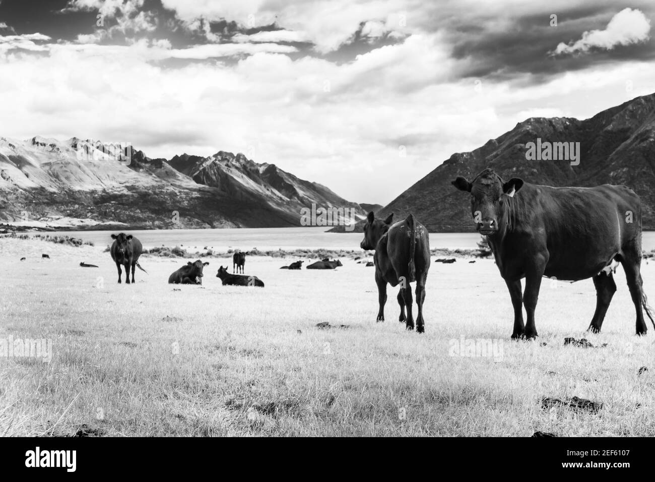 Mucca nera e mandria in bianco e nero monocromo in paddock accanto al lago Wakatipu circondato da montagne panoramiche in Otago Nuova Zelanda. Foto Stock