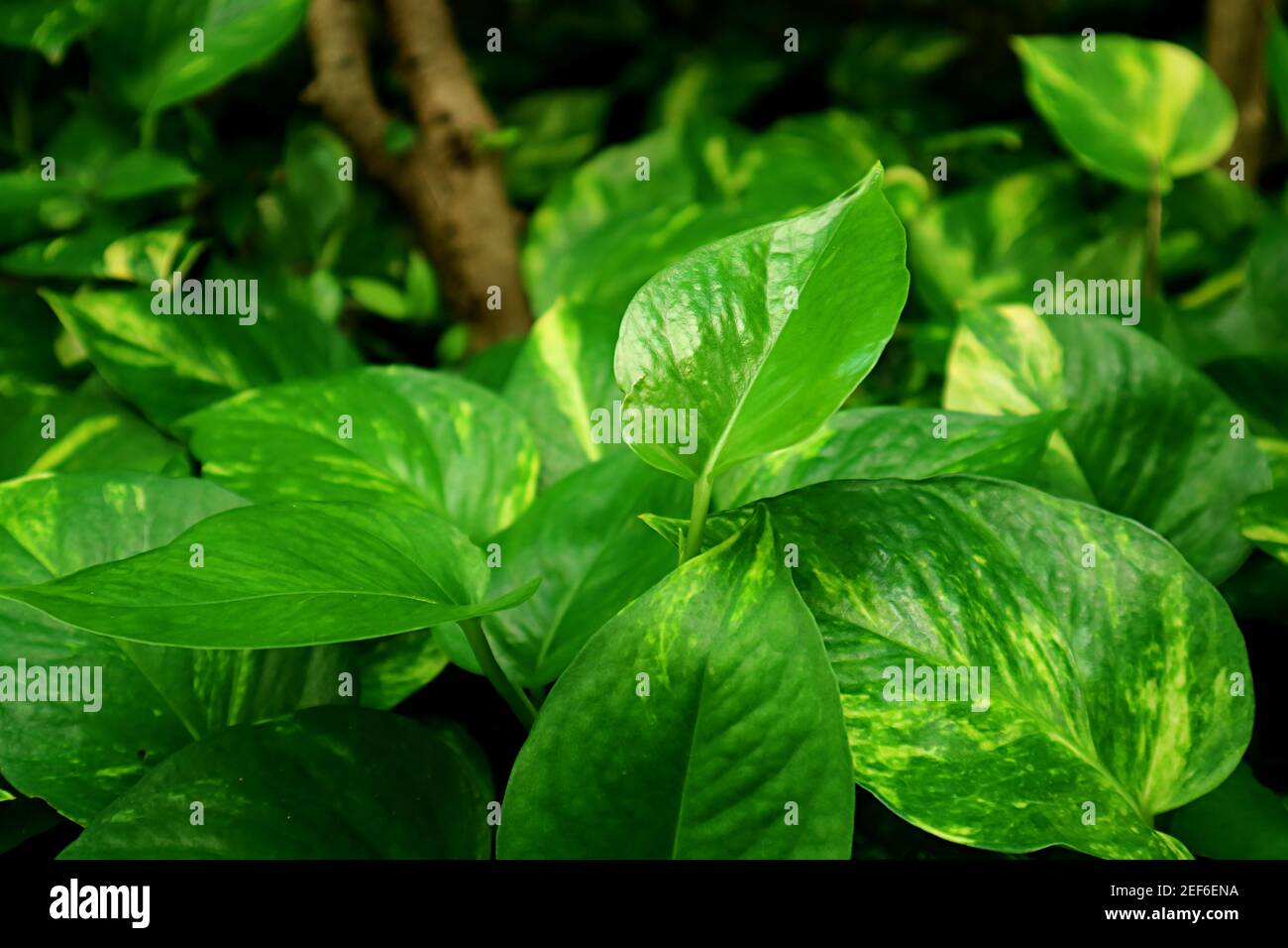 Primo piano VIBRANT Green Devil's Ivy piante che crescono nel Giardino Foto Stock