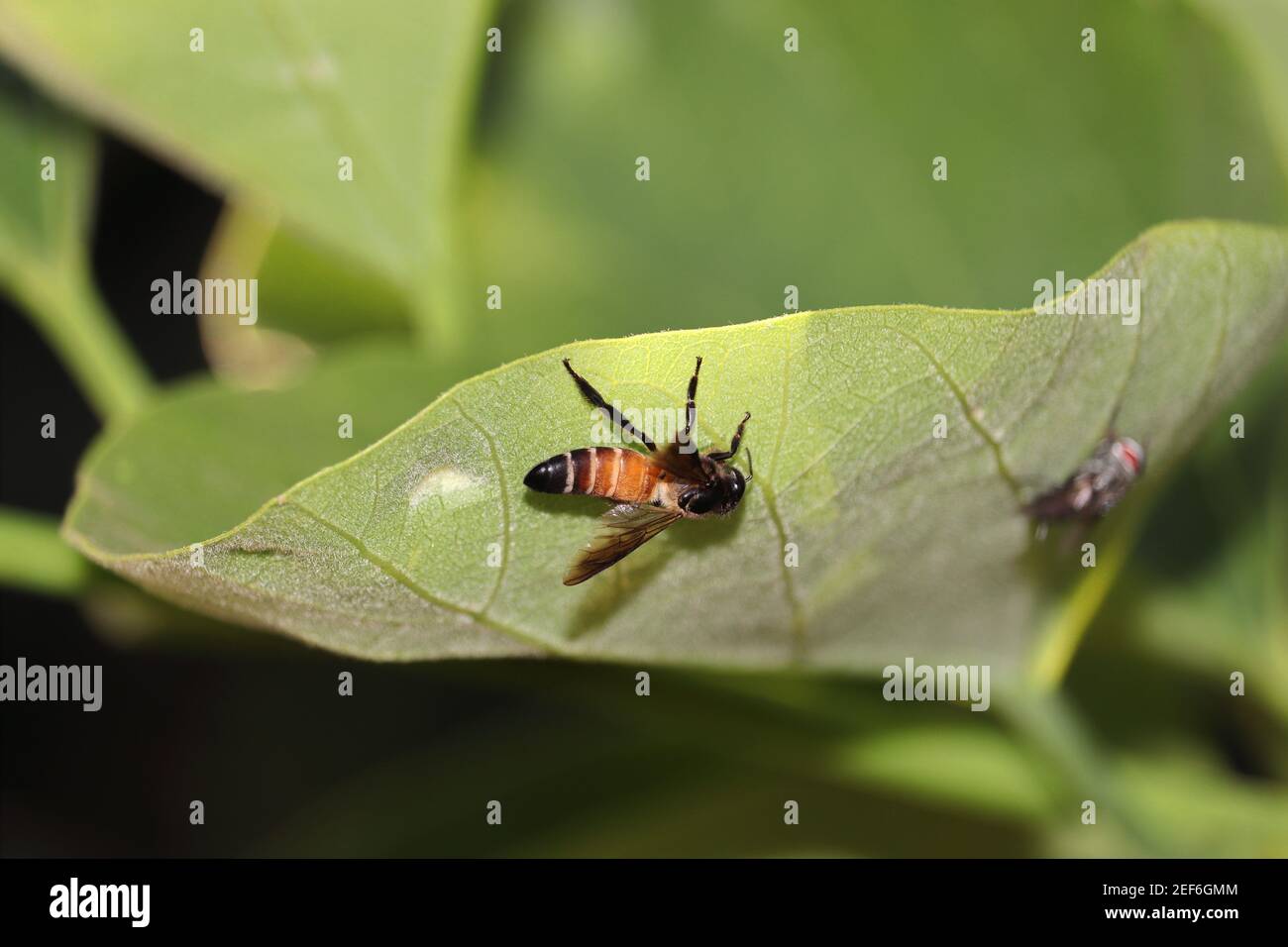 L'ape raccoglie il miele dalle nuove foglie verdi , india -Asia. Apicoltura, ciclo di vita delle api, promozione dell'apicoltura e ruolo delle api nella vita umana Foto Stock