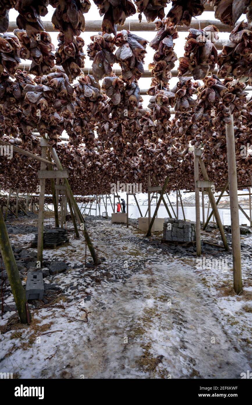 Essiccatori di merluzzo bianco a Reine (Lofoten, Norvegia) ESP: Secadores de bacalao en Reine (Lofoten, Noruega) FR: Séchoirs à morue à Reine (Lofoten, Norvège) Foto Stock