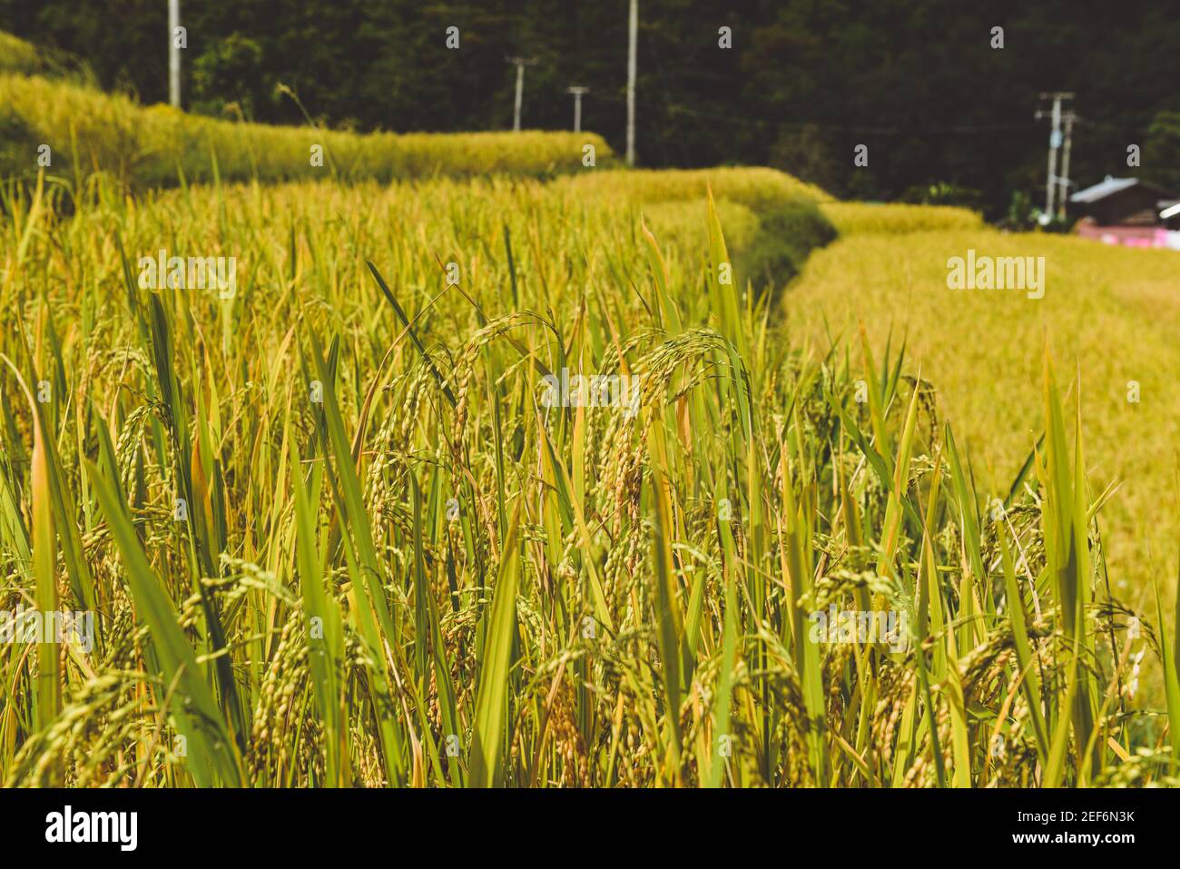 Campo di riso giallo dorato in mouantain nord della Thailandia. Foto Stock