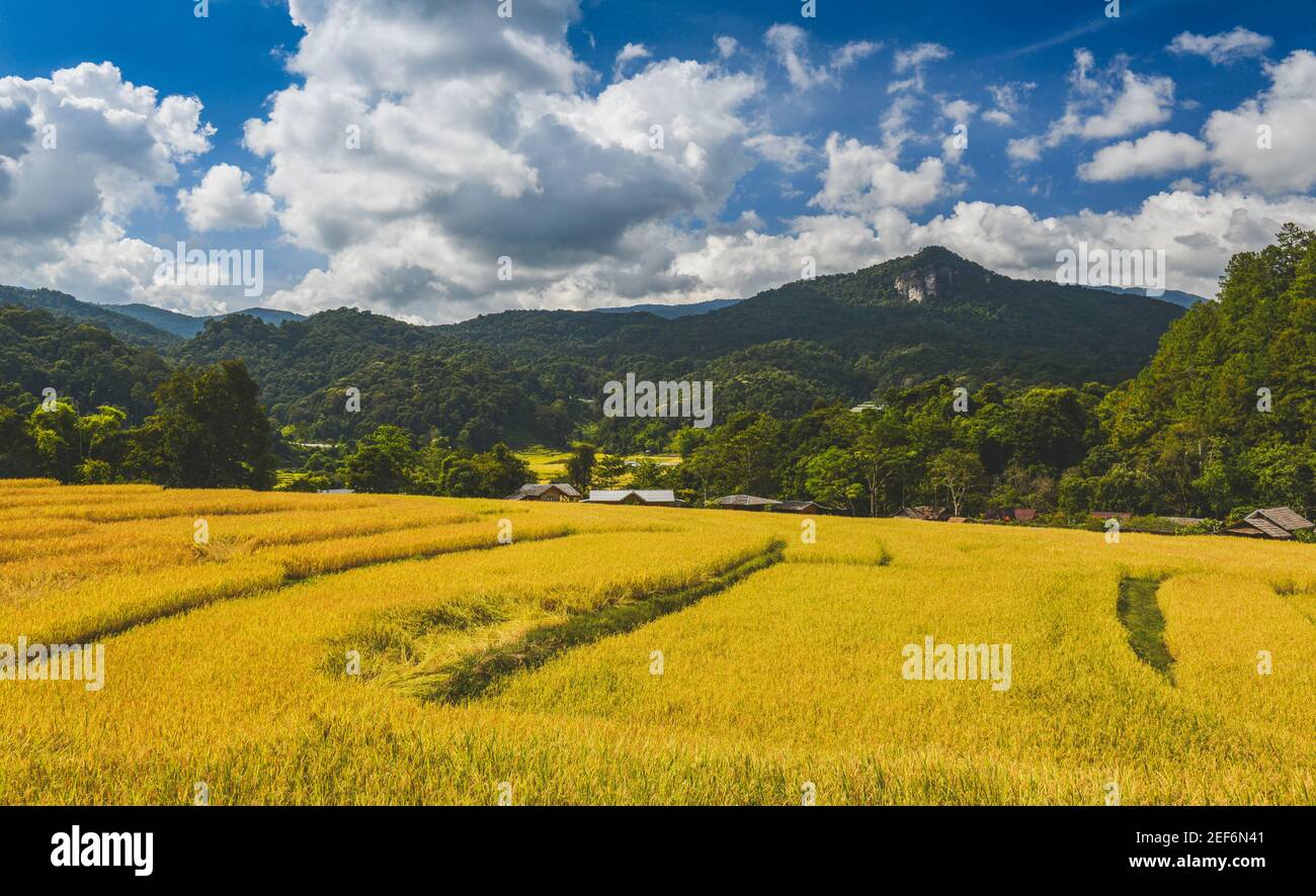 Gialle terrazze di riso dorato campo in mouantain vista con cielo blu e nuvole. Foto Stock