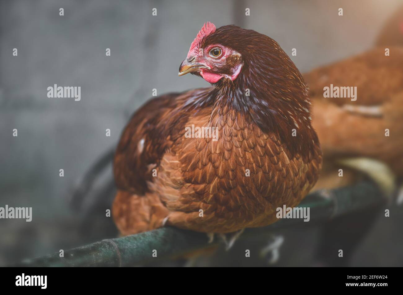 Il ritratto di pollo rosso di Rhode Island con illuminazione interna bassa. Foto Stock