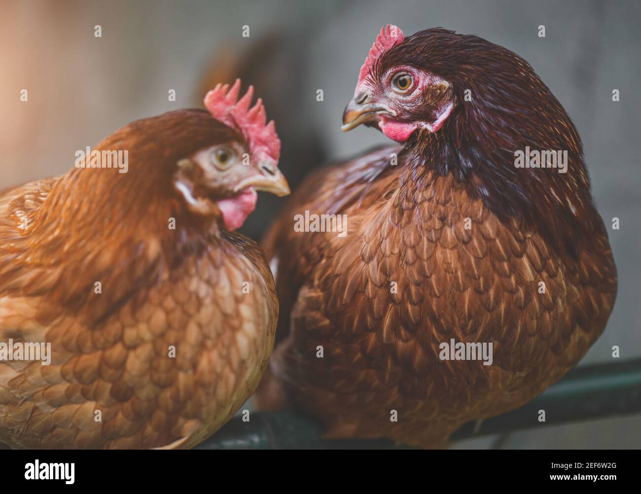 Il ritratto di pollo rosso di Rhode Island con illuminazione interna bassa. Foto Stock