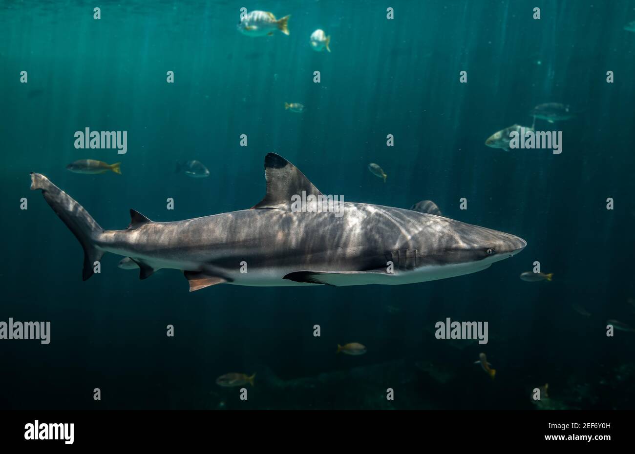 Scogliere di blacktip squalo nuotare in acque verdi profonde con luce solare. Foto Stock