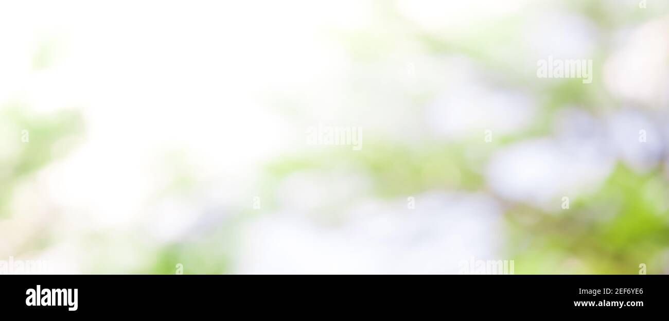 Sfocatura bianco verde naturale astratto sfondo da rami albero - banner web orizzontale Foto Stock