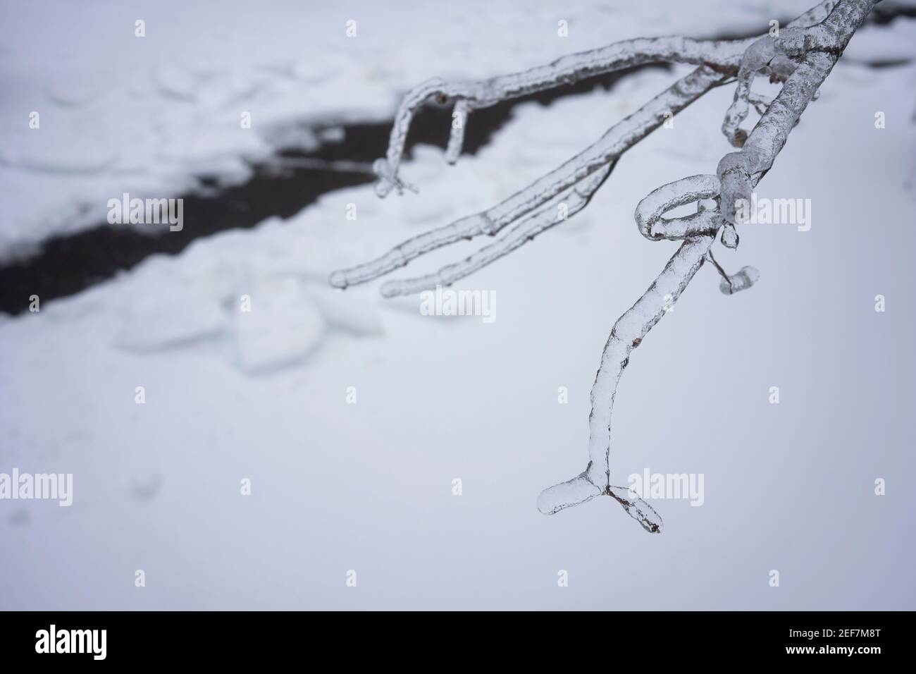 Rami congelati dopo la pioggia di congelamento in inverno. Foto Stock