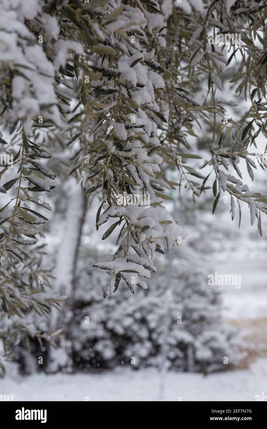 I rami di olivo sotto la neve in inverno. Atene, Grecia. Inverno 2021 Foto Stock