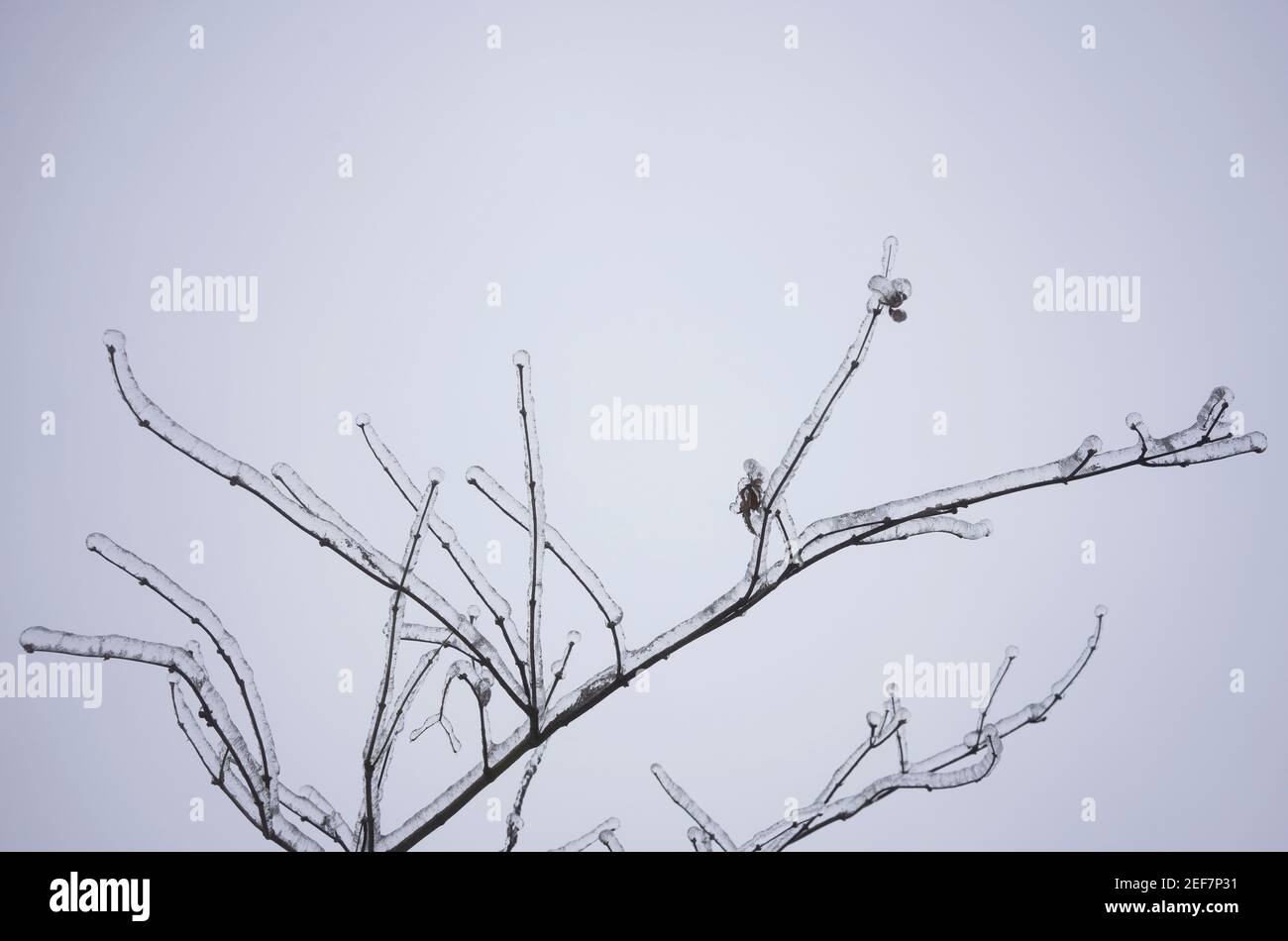 Rami congelati dopo la pioggia di congelamento in inverno. Foto Stock