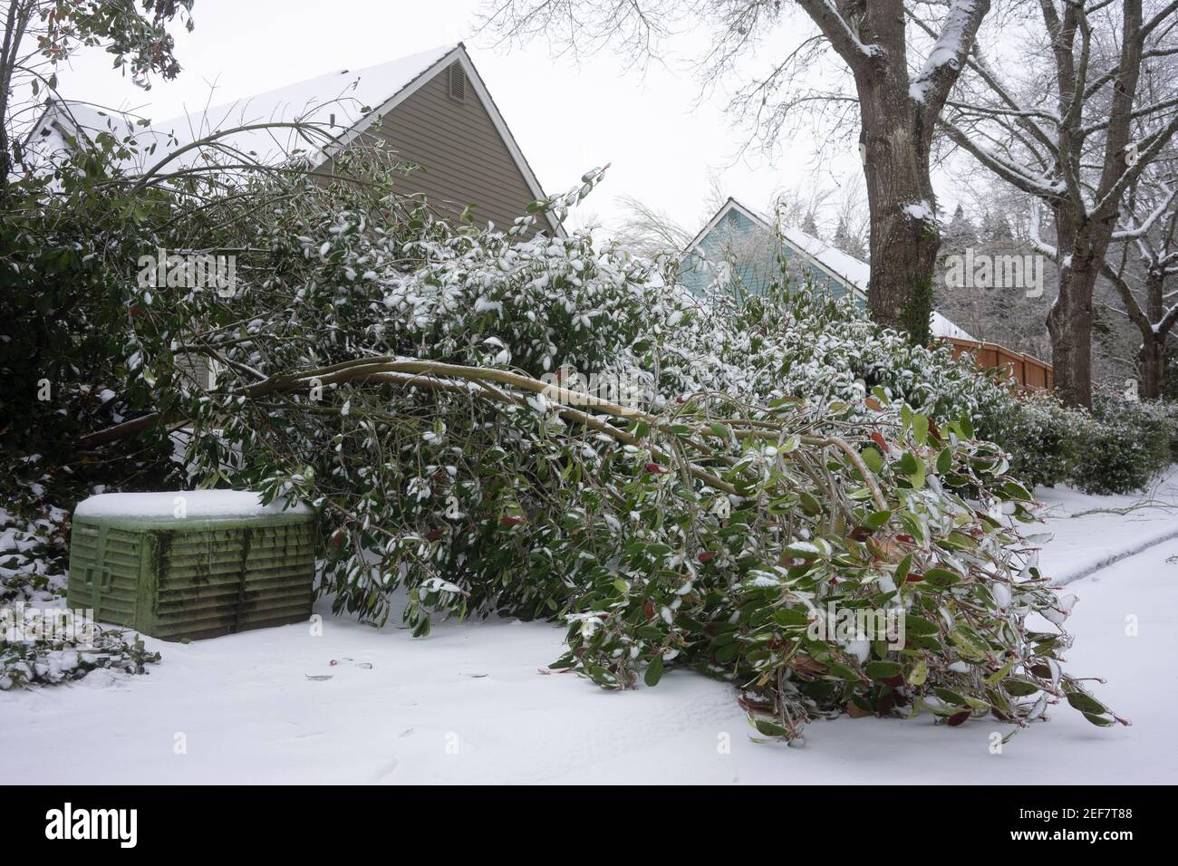 Un albero caduto è visto sui marciapiedi in un quartiere nel lago Oswego, Oregon, dopo che la neve e la pioggia congelata colpisce l'area metropolitana di Portland. Foto Stock
