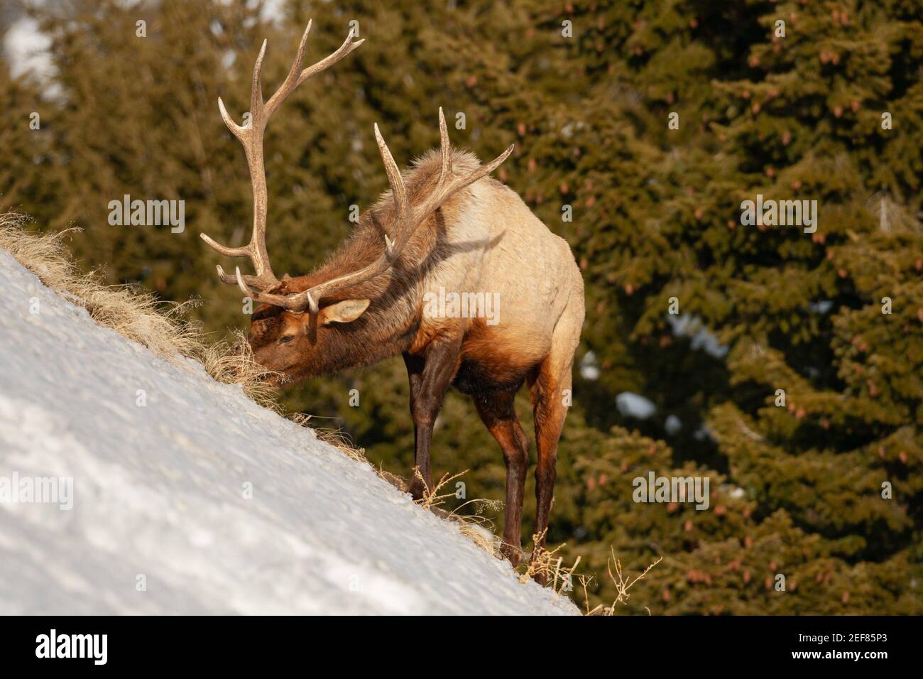 Un toro Elk che si nutre in una rara giornata di sole durante l'inverno 2019 nel Parco Nazionale di Yellowstone, Wyoming. Foto Stock