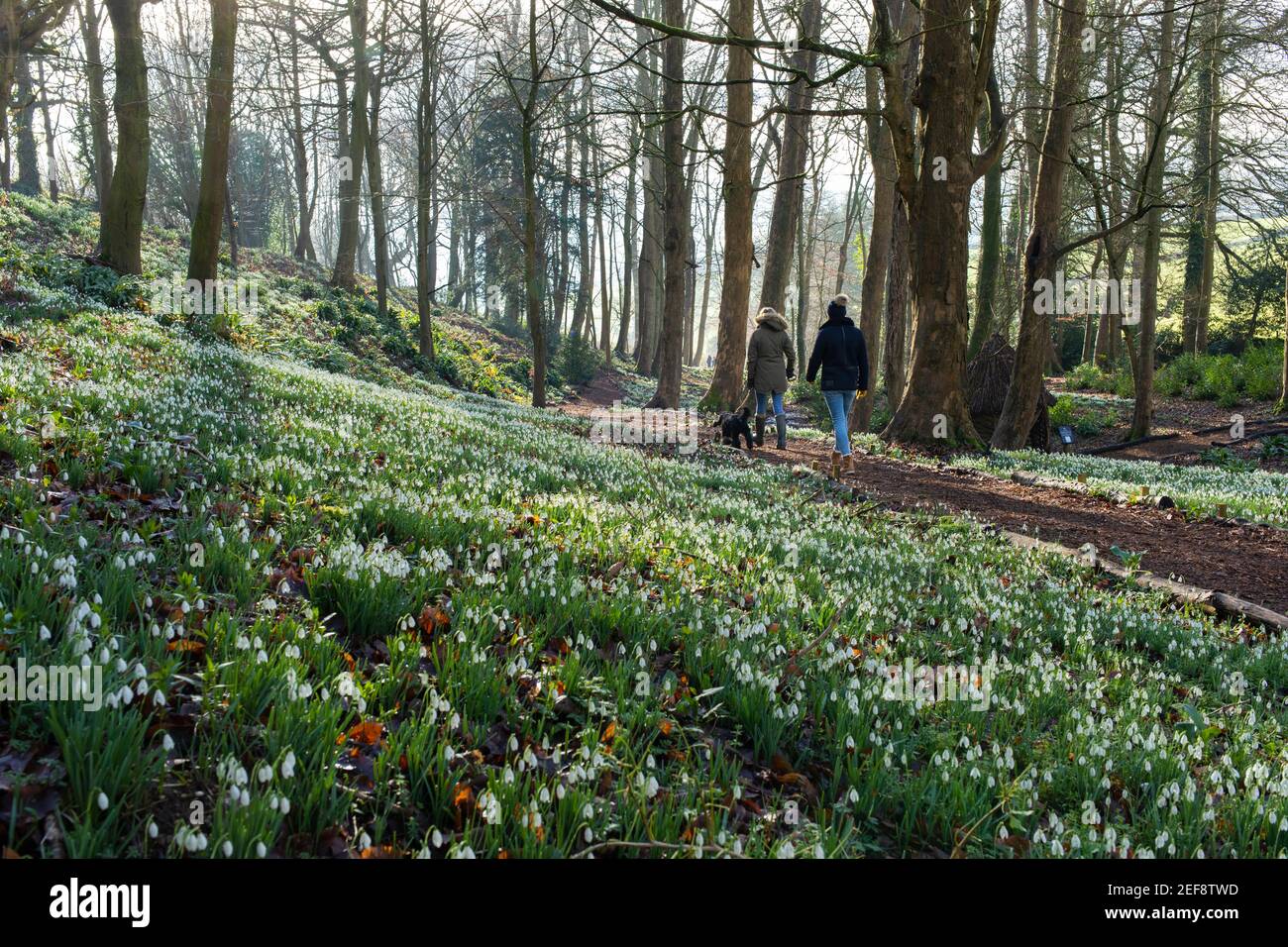 Una delle più belle esposizioni di racchette da neve del Regno Unito - più di cinque milioni - si trova al Painswick Rococo Garden, vicino a Stroud, nel Gloucestershire. Foto Stock