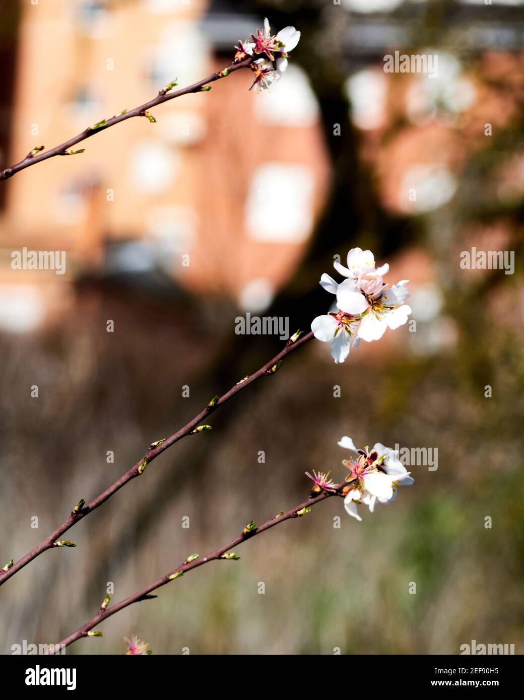 Albero di mandorle in fiore. Gemme sul ramo dell'albero. Fiori bianchi con sfondo sfocato. Sfondo bokeh. Vista verticale Foto Stock