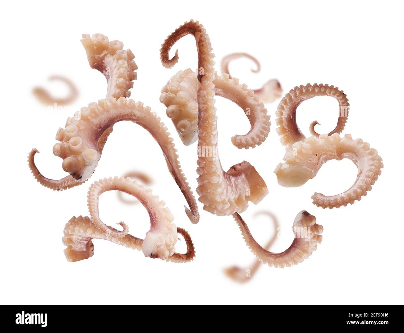 I tentacoli calamari si levitano su uno sfondo bianco Foto Stock