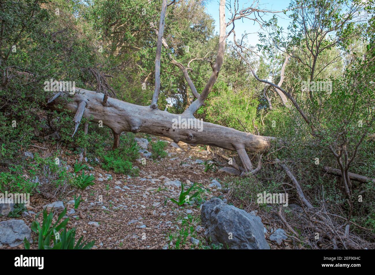 Vecchio albero caduto sul sentiero in Turchia Foto Stock