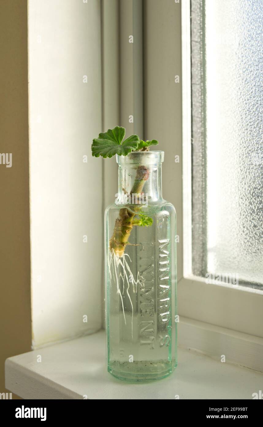 Geranio che taglia radici crescenti in acqua in un'antica bottiglia di vetro su un davanzale luminoso. Foto Stock