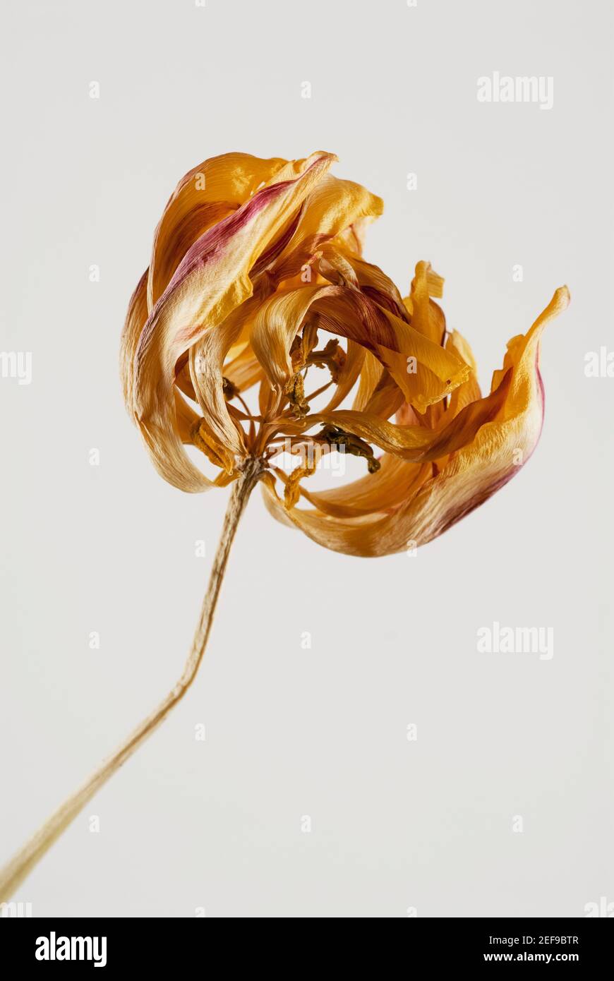 Primo piano di un fiore asciutto Foto Stock