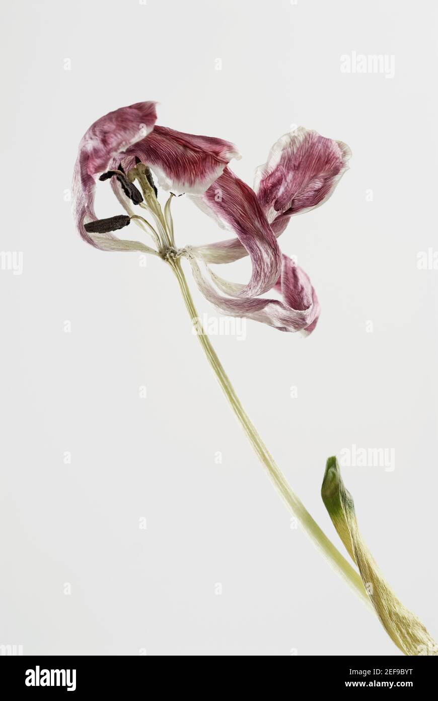 Primo piano di un fiore asciutto Foto Stock