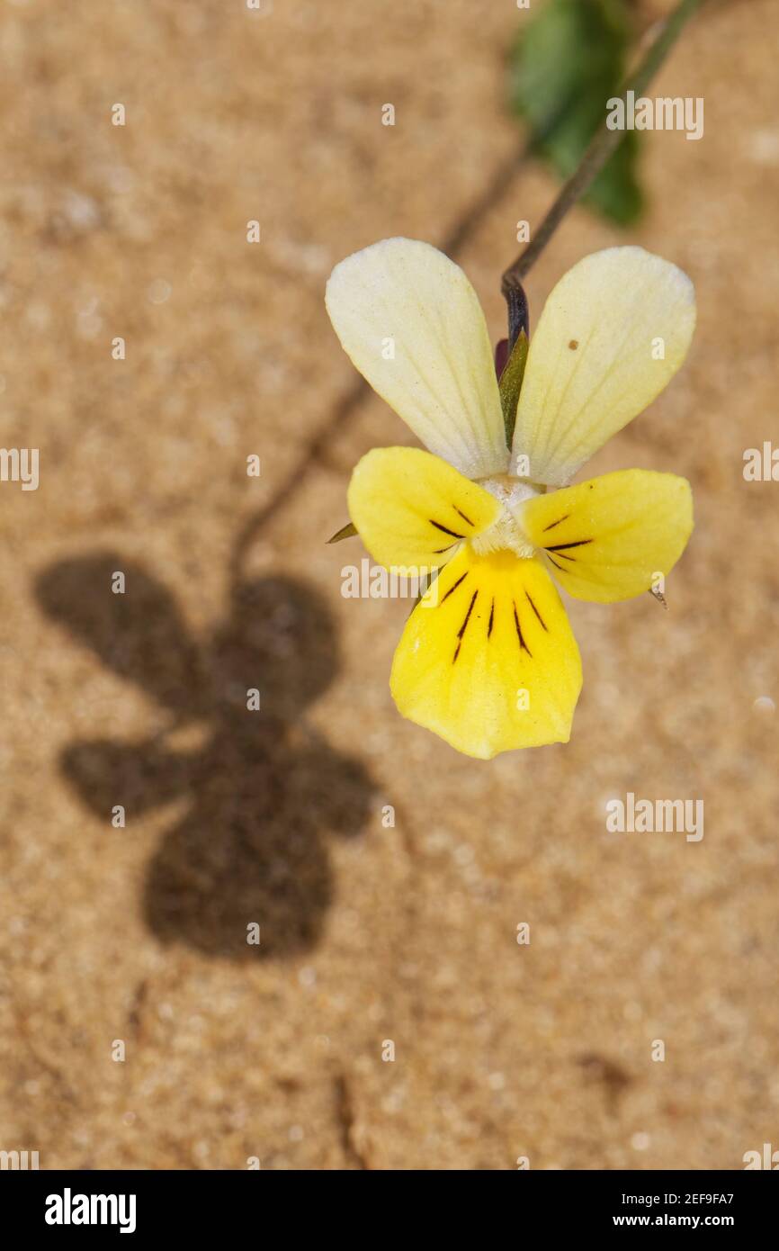 Dune pansy / Seaside pansy (Viola curtisii tricolore) fioritura su dune di sabbia costiera, Merthyr Mawr Warren NNR, Glamorgan, Galles, Regno Unito, settembre. Foto Stock